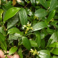 Psychotria nigra var. nigra